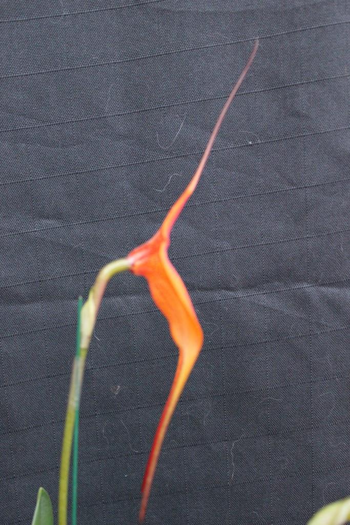 Masdevallia Rein Touch - photo 2