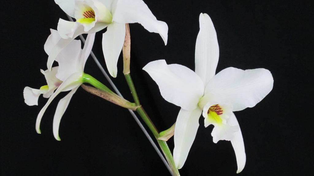 Laelia anceps subsp. dawsonii