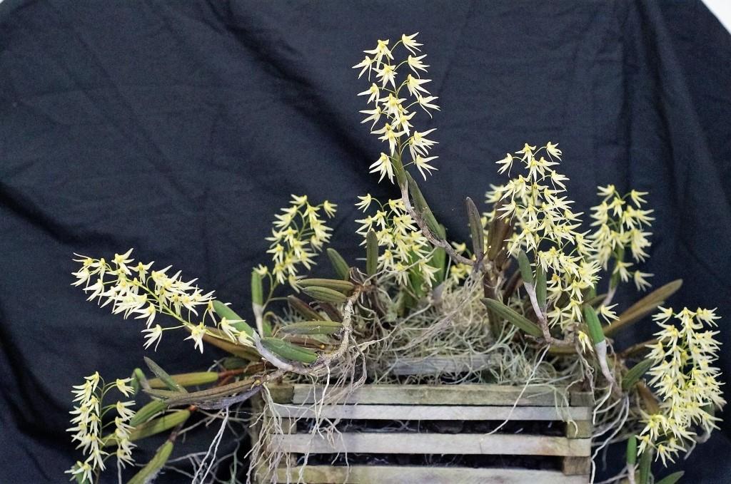 Dendrobium Anthedon - photo 2