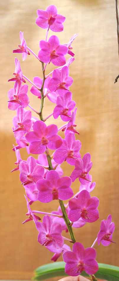 Vanda Alice's Anie - photo 2