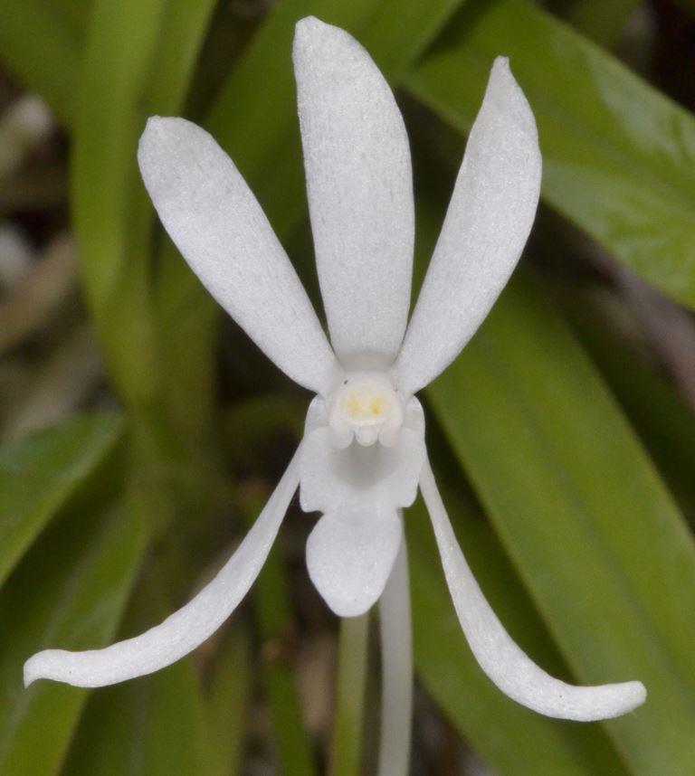 Vanda falcata subsp. richardsiana