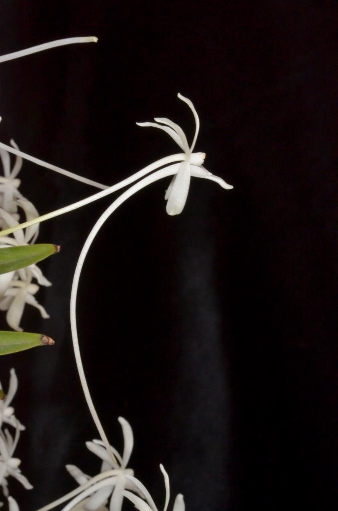 Vanda falcata subsp. richardsiana - photo 2