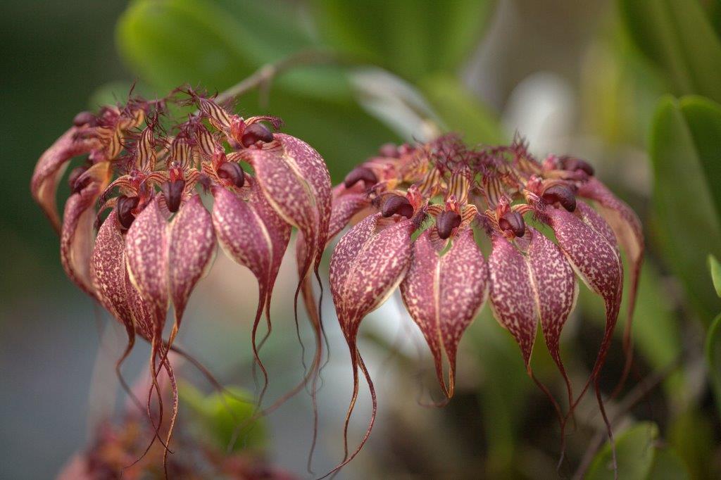 Bulbophyllum rothschildianum