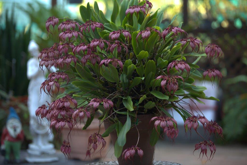 Bulbophyllum rothschildianum