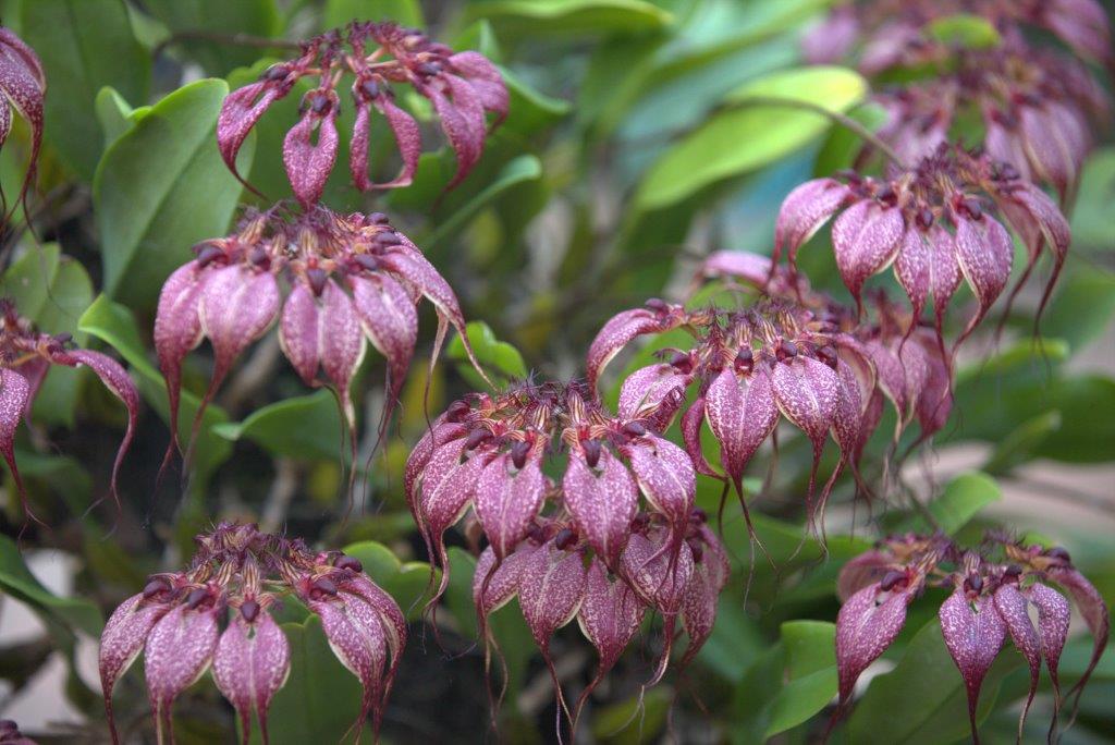 Bulbophyllum rothschildianum - photo 2