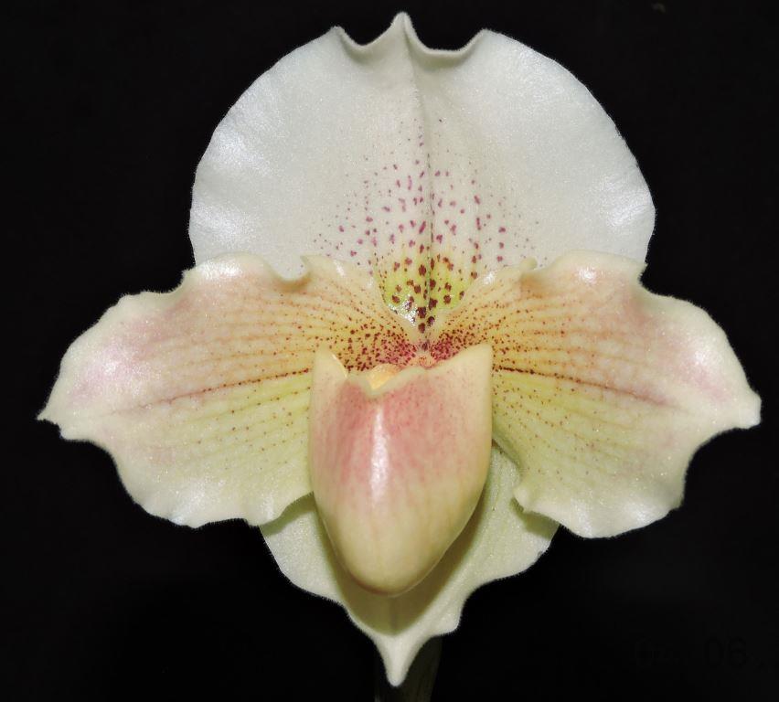 Paph Altostratus