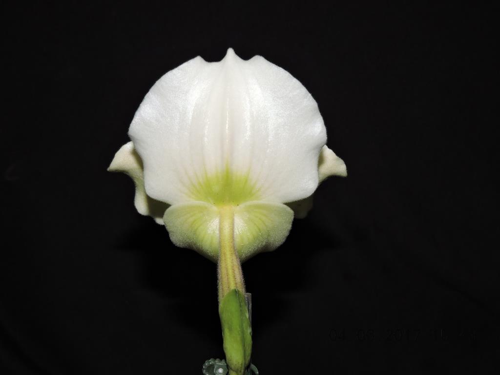 Paphiopedilum Altostratus - photo 2