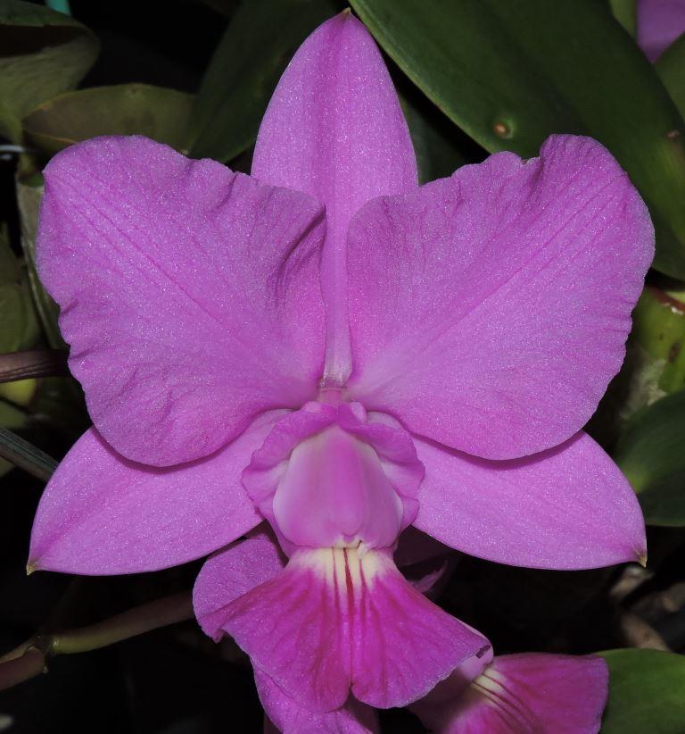 Cattleya x dolosa