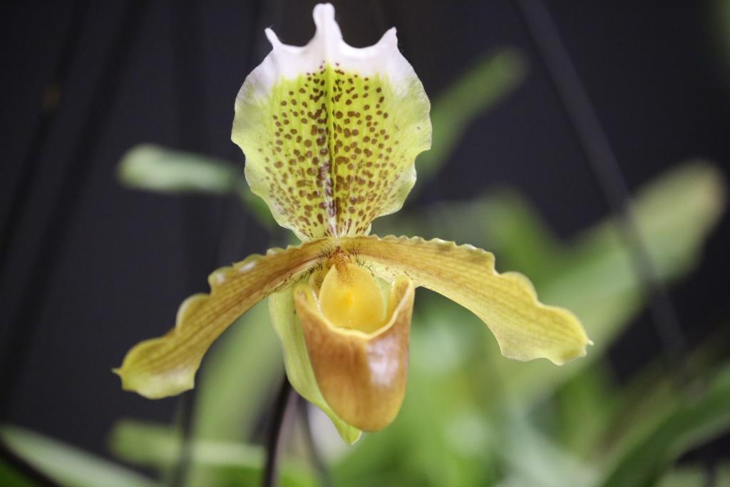 Paphiopedilum insigne