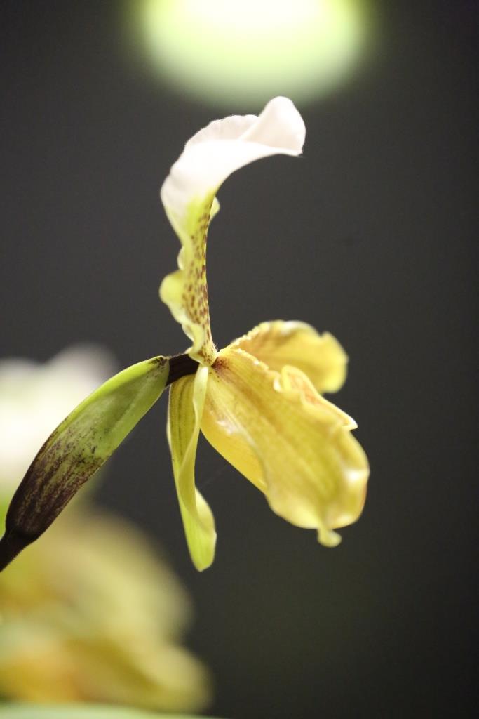 Paphiopedilum insigne - photo 2