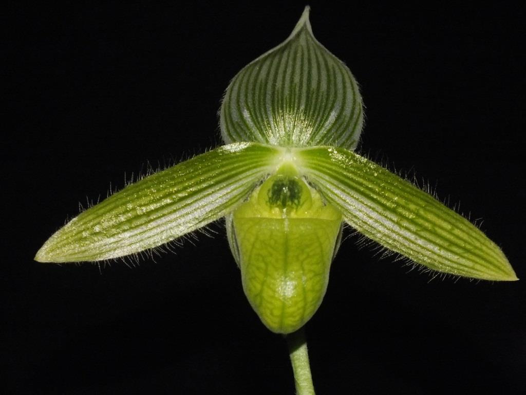Paphiopedilum wardii