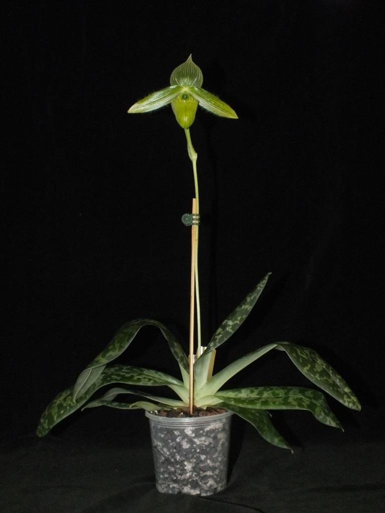 Paphiopedilum wardii - photo 2