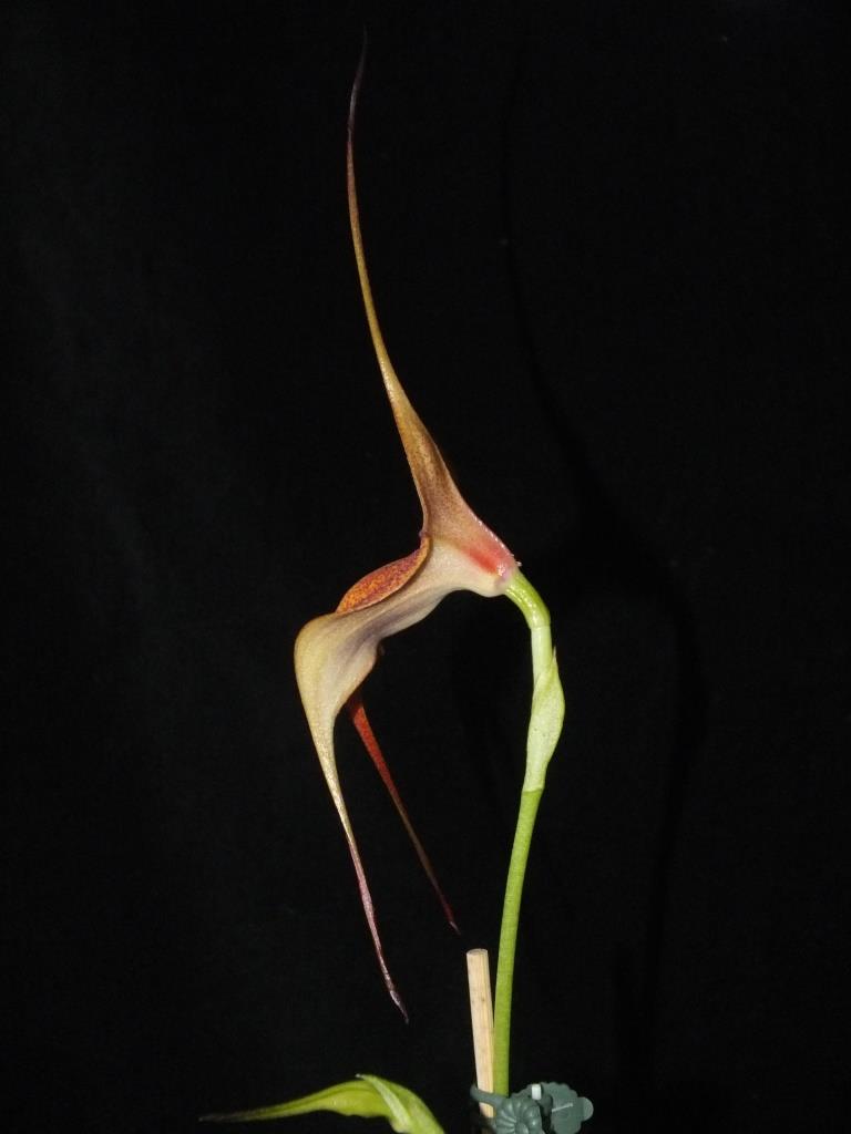Masdevallia Rein Touch - photo 2