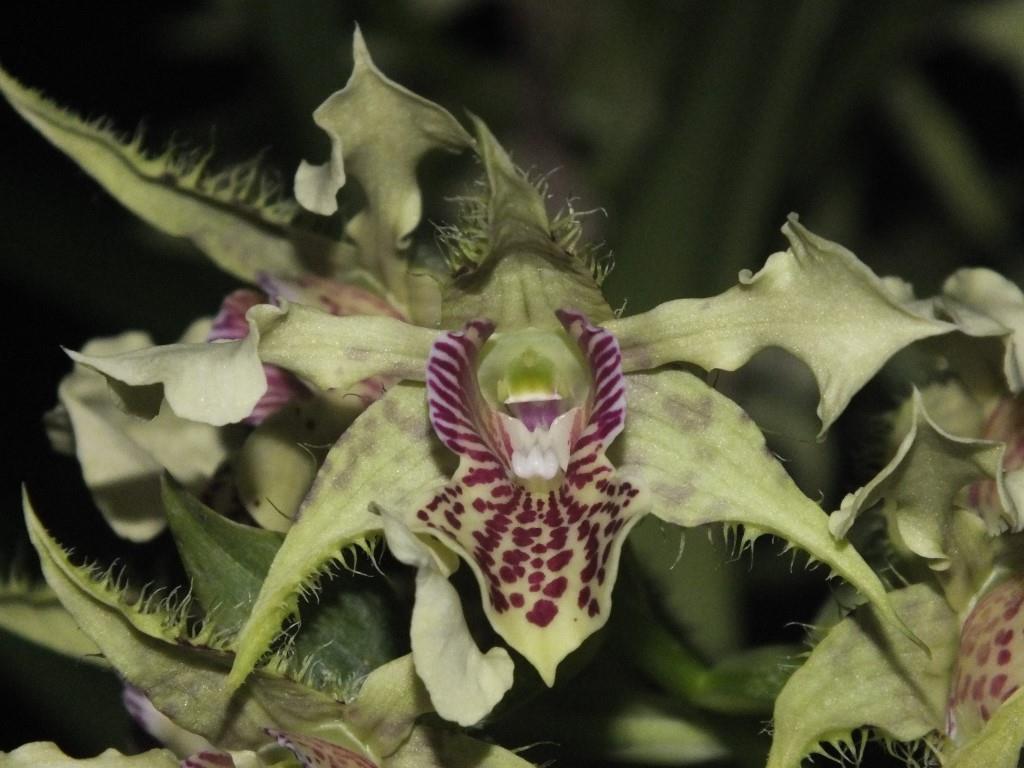 Den Neifert's Exception