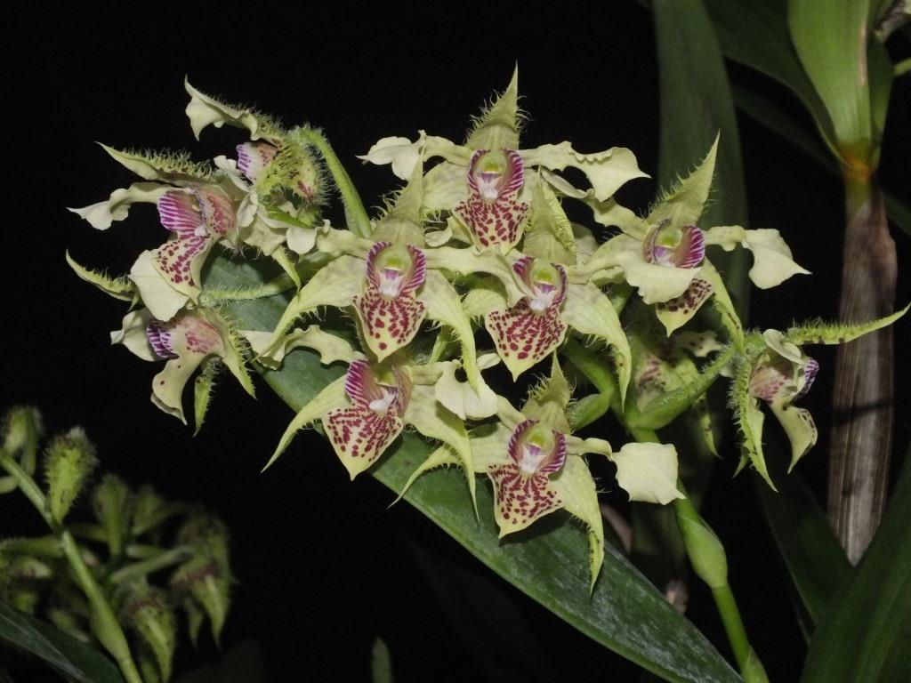 Dendrobium Neifert's Exception - photo 2