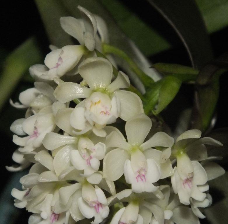 Epidendrum hugomedinae