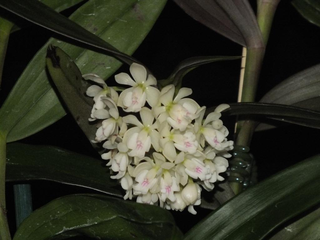 Epidendrum hugomedinae - photo 2