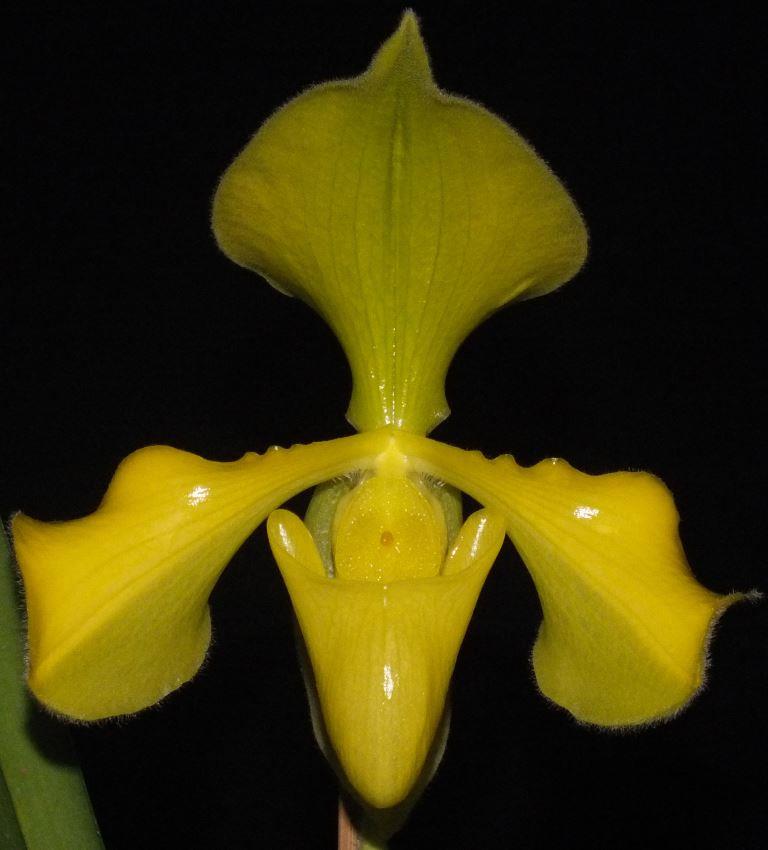 Paphiopedilum villosum