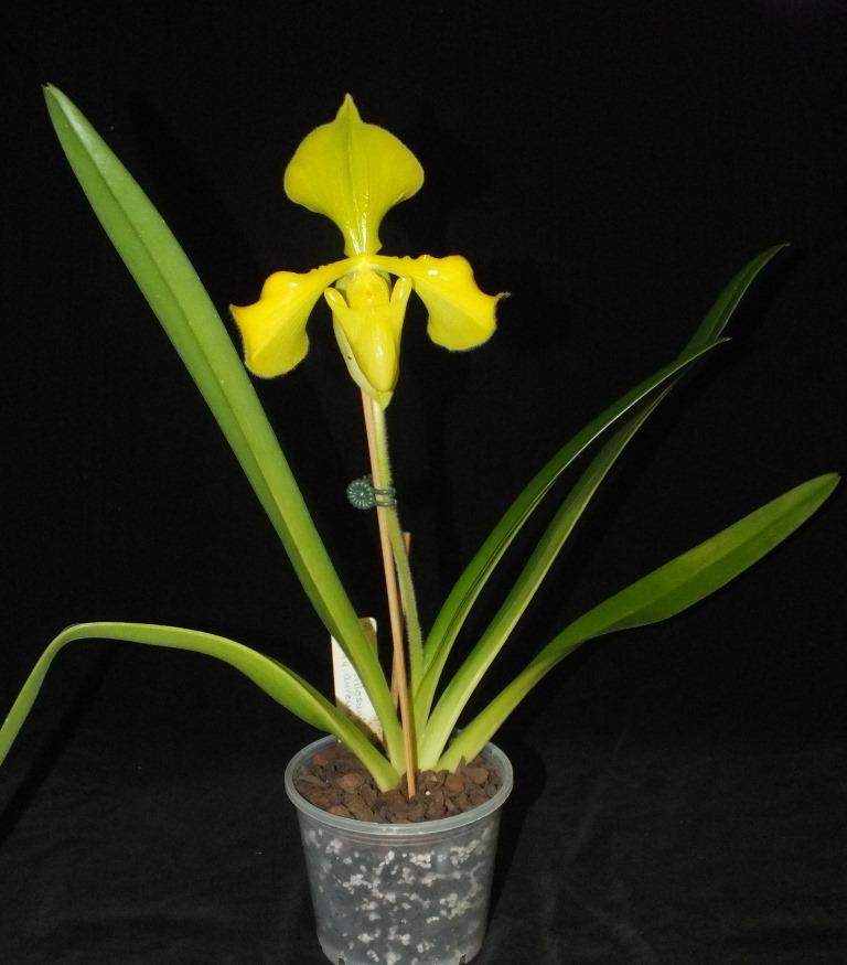 Paphiopedilum villosum var. villosum - photo 2