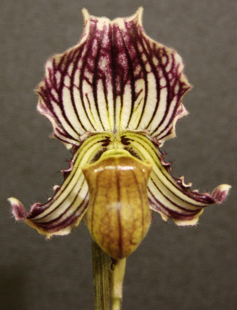 Paphiopedilum fairrieanum