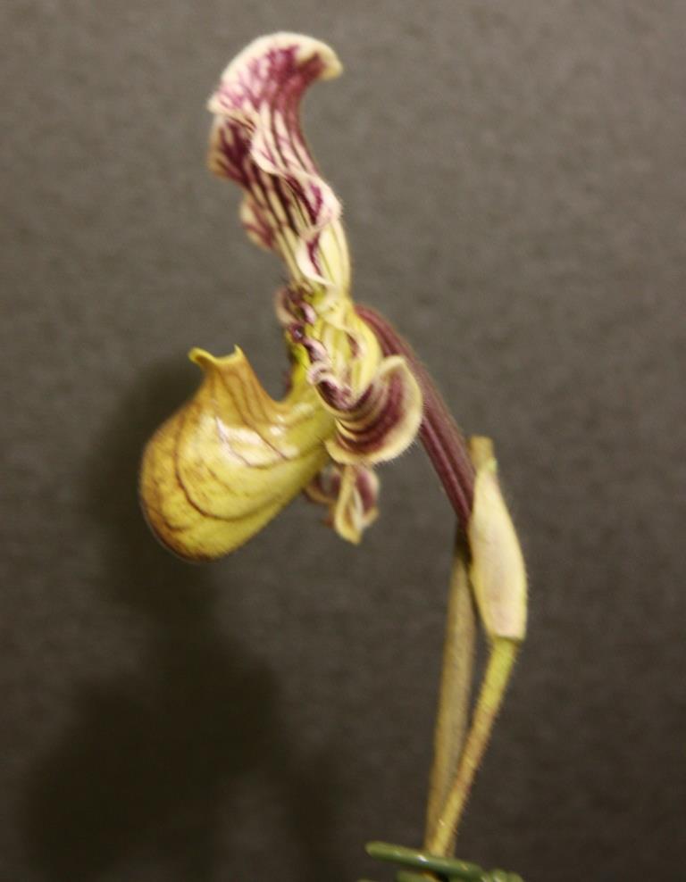 Paphiopedilum fairrieanum - photo 2