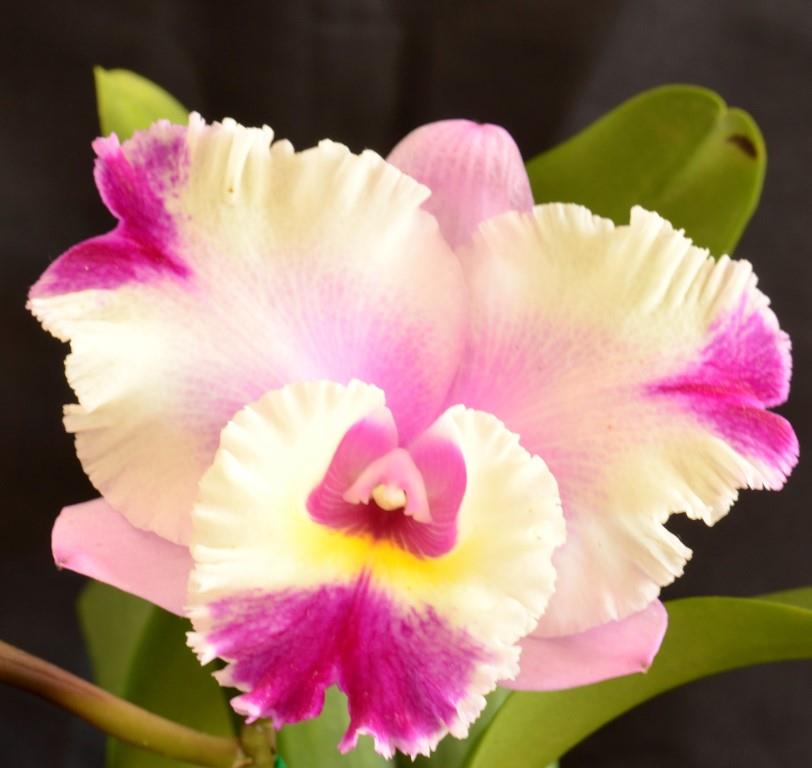 Rlc Redlands Beauty