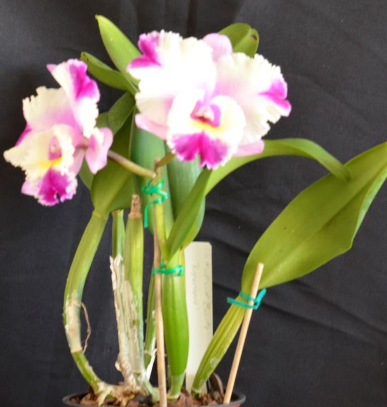 Rhyncholaeliocattleya Redlands Beauty - photo 2