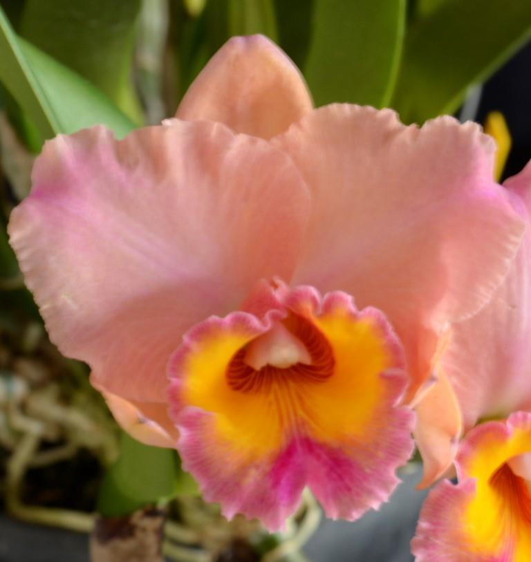 Rth Paradise Treasure