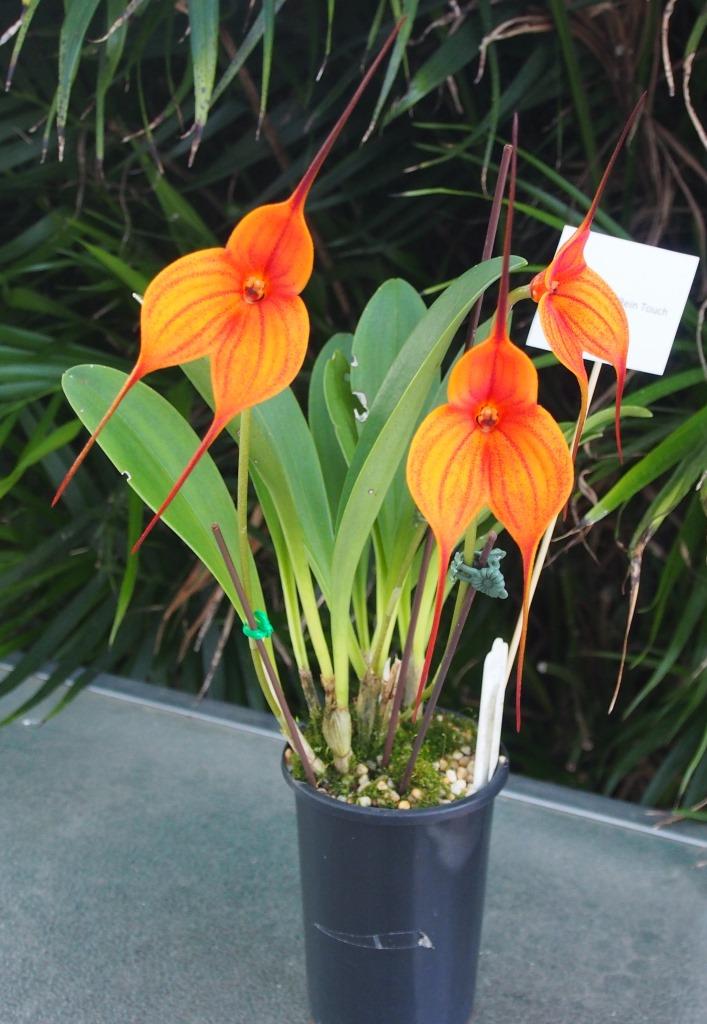Masdevallia Rein Touch - photo 2