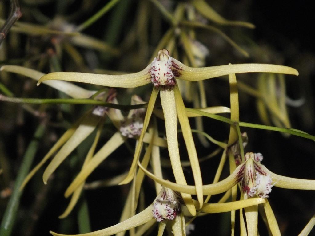 Dendrobium dolichophyllum
