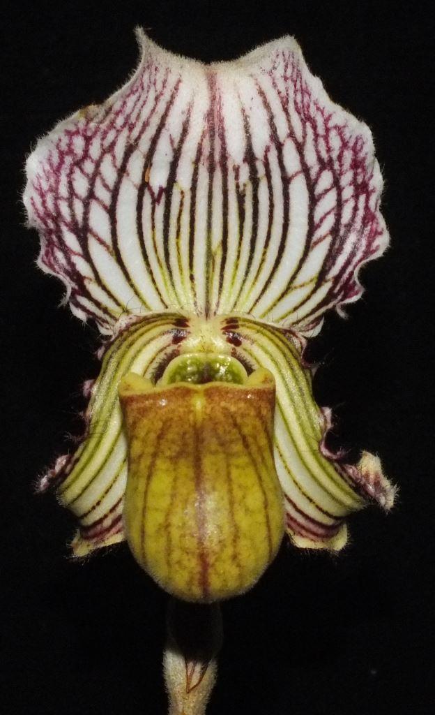 Paphiopedilum fairrieanum