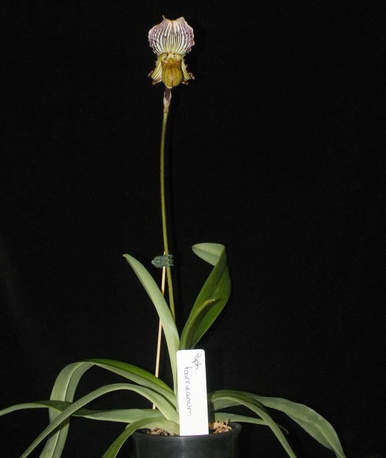 Paphiopedilum fairrieanum - photo 2