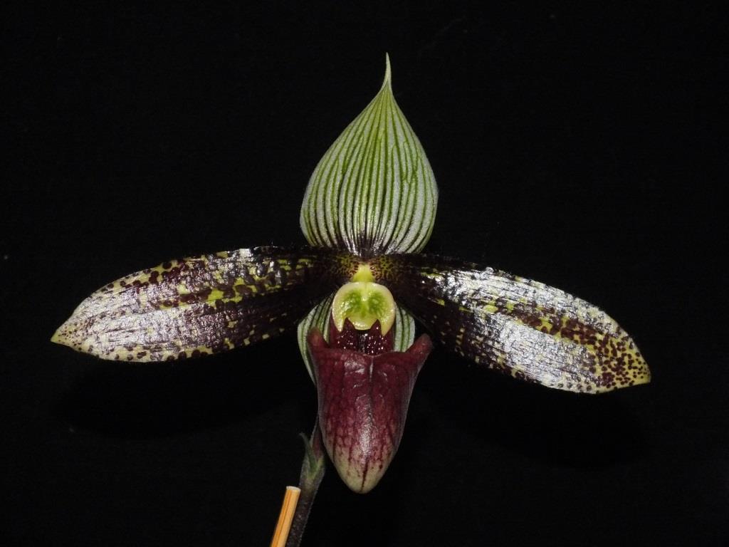 Paphiopedilum sukhakulii