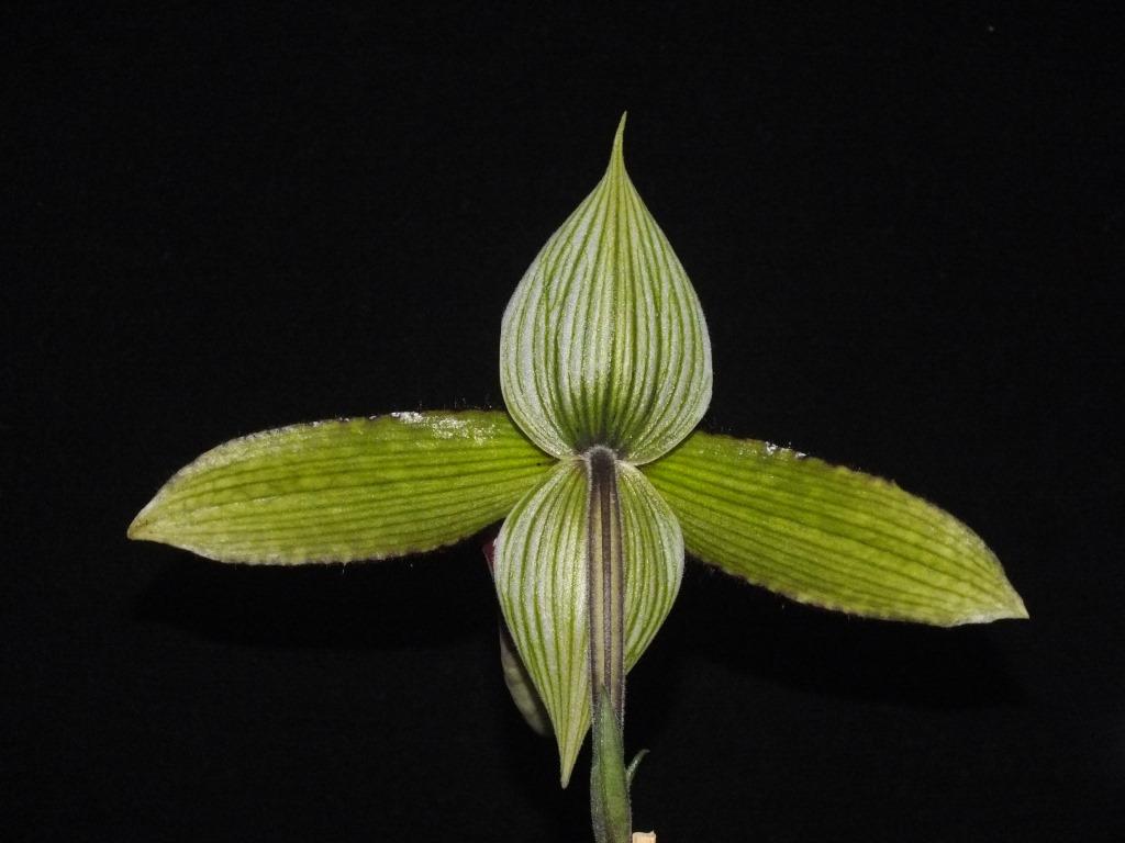 Paphiopedilum sukhakulii - photo 2