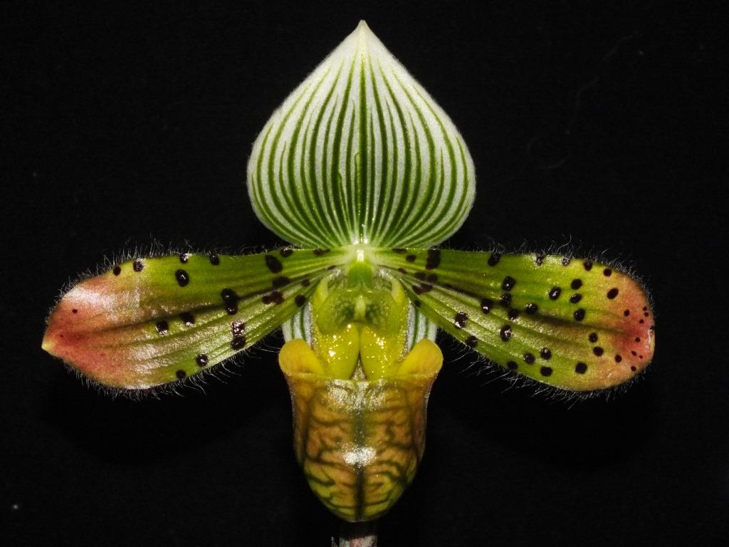 Paphiopedilum venustum