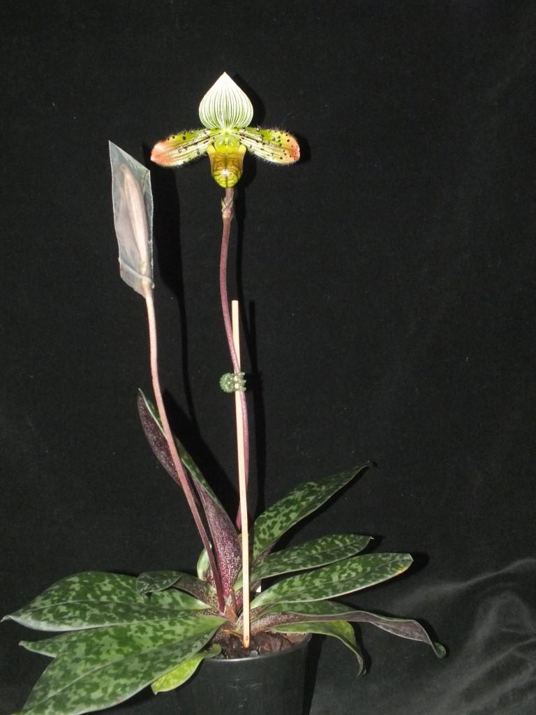 Paphiopedilum venustum - photo 2