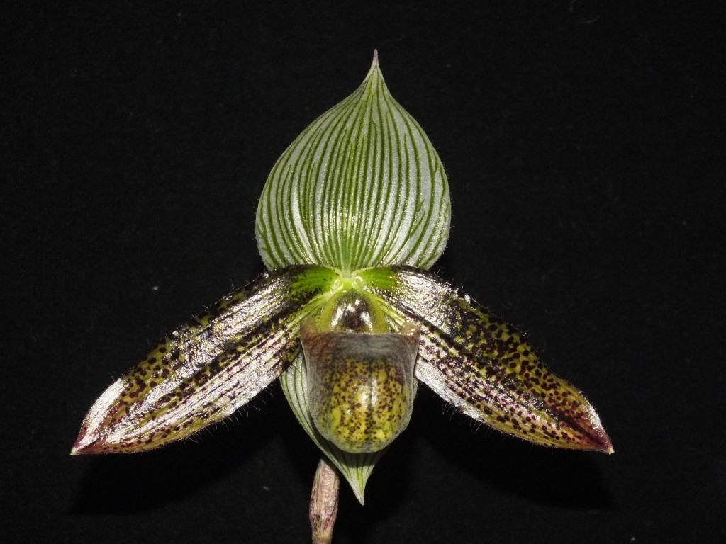 Paphiopedilum wardii