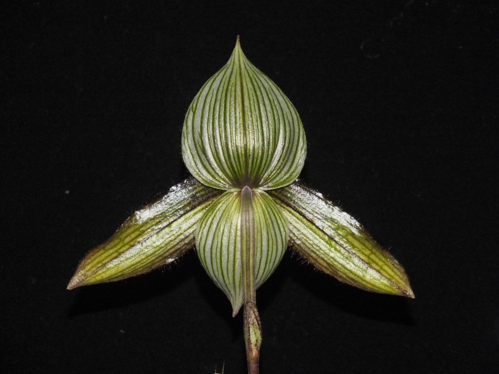 Paphiopedilum wardii - photo 2