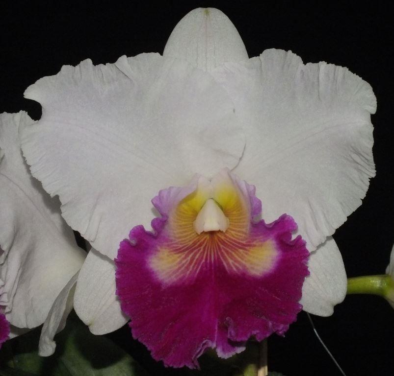 Rlc Dal's Reign'Misty'