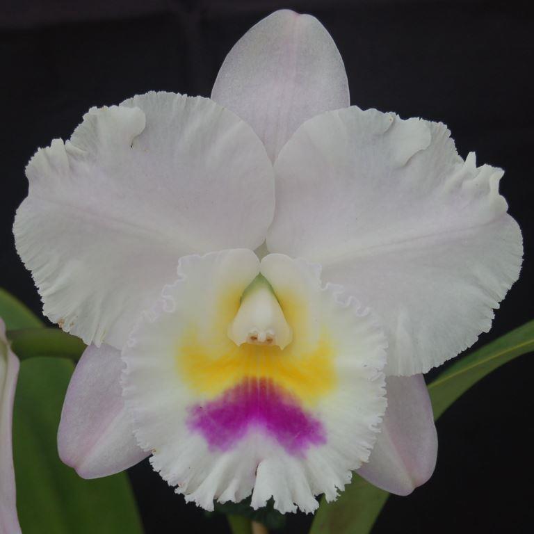 Rlc Lakehaven Windstorm