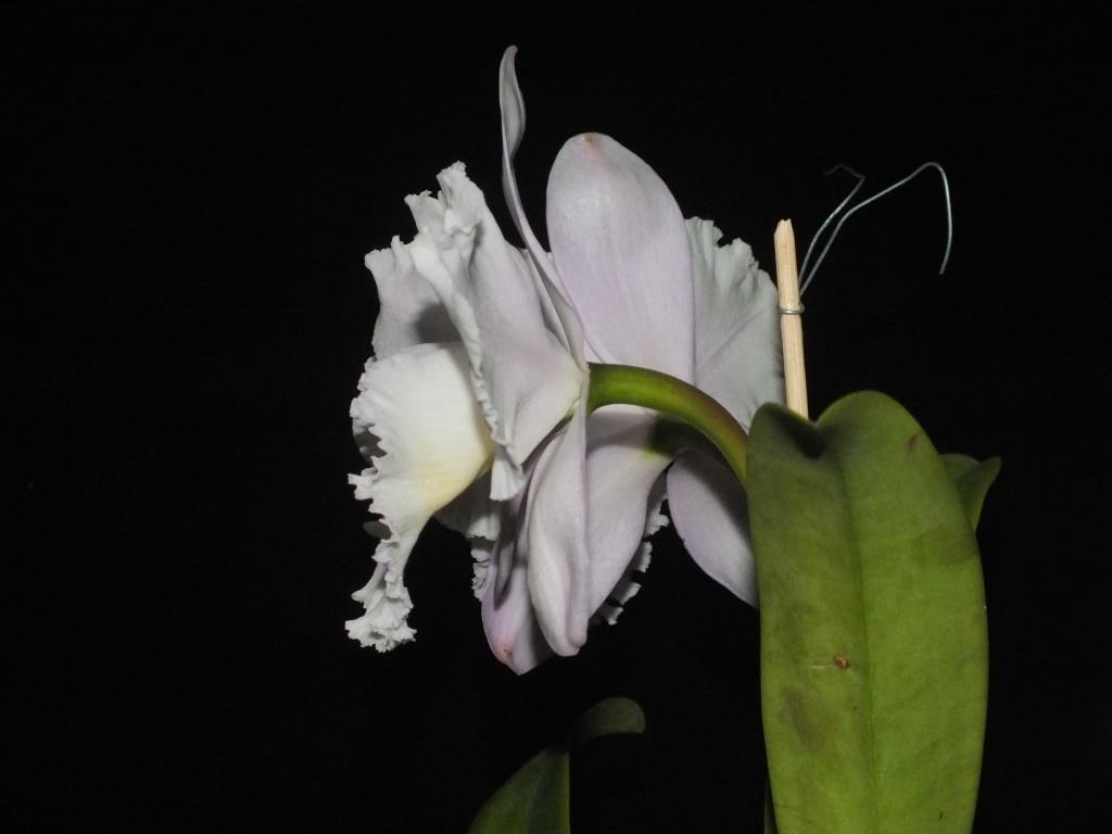 Rhyncholaeliocattleya Lakehaven Windstorm - photo 2