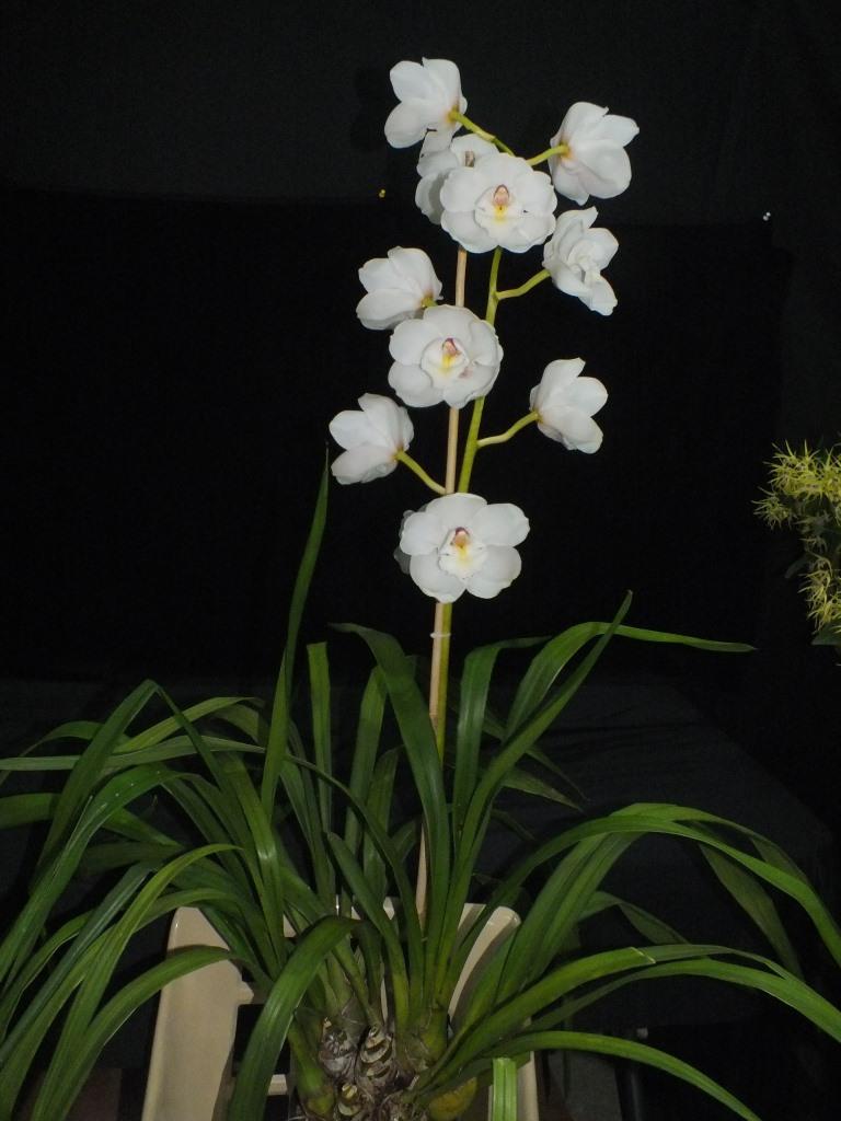 Cymbidium Kuranulla - photo 2