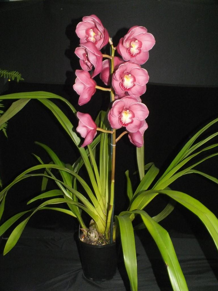 Cymbidium Regal Princess - photo 2