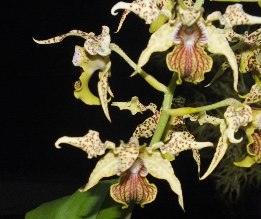 Dendrobium Wonder Nishii - photo 2