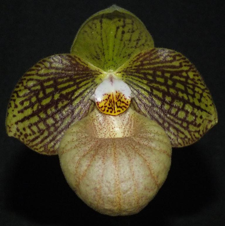 Paph Fanaticum