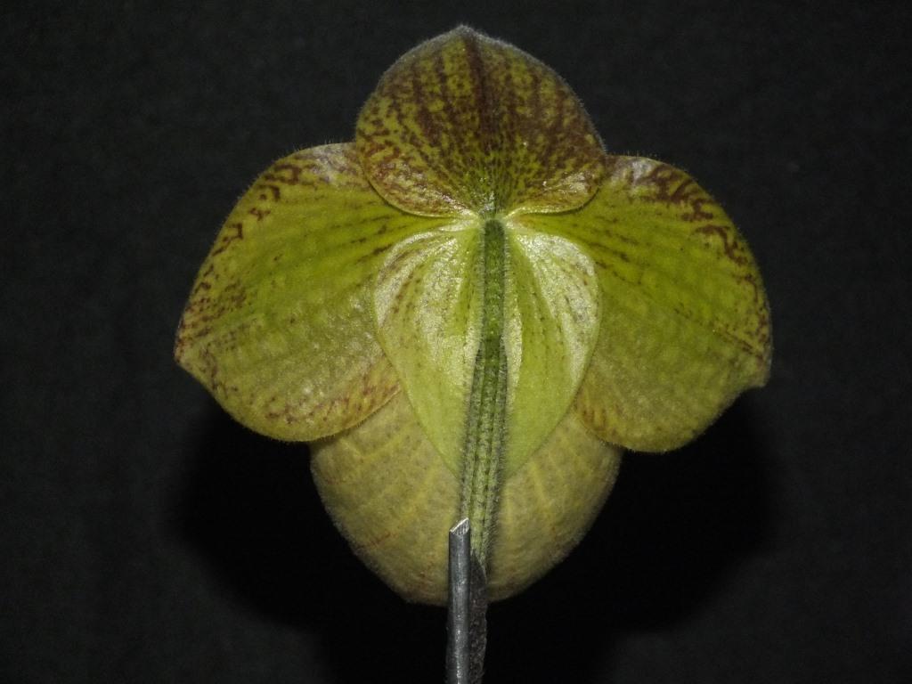 Paphiopedilum Fanaticum - photo 2