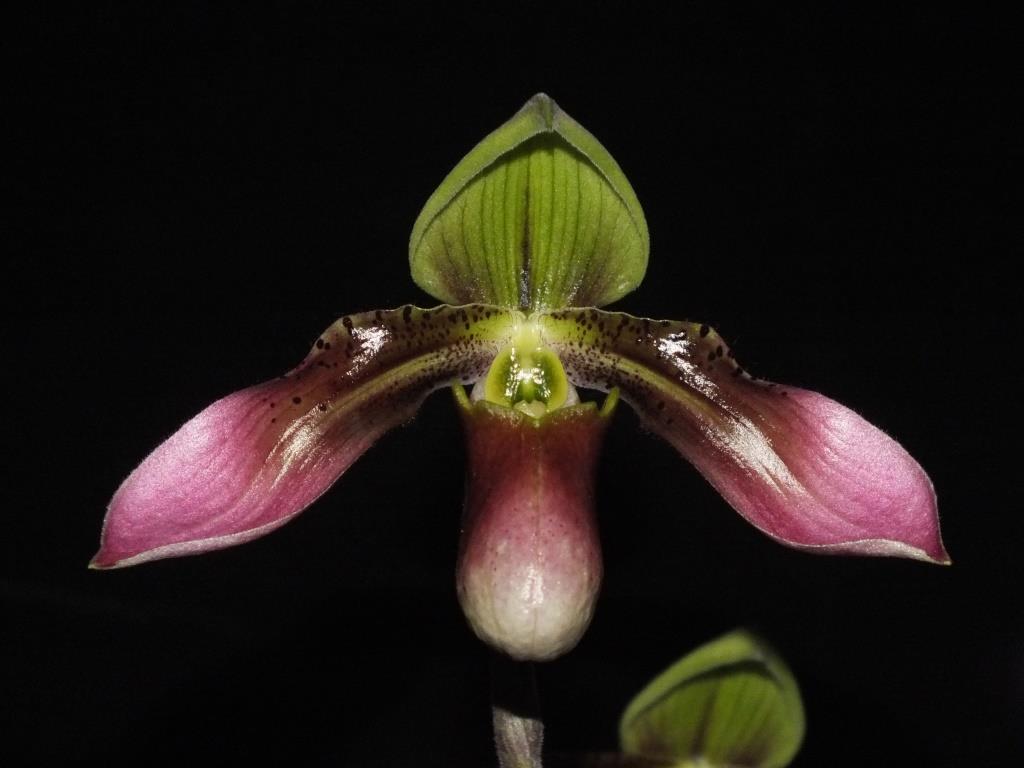 Paphiopedilum appletonianum