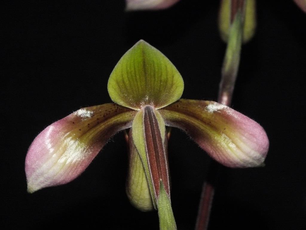 Paphiopedilum appletonianum - photo 2