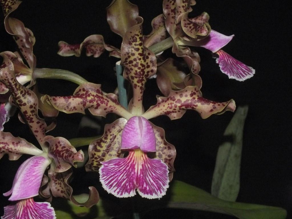 Cattleya schilleriana