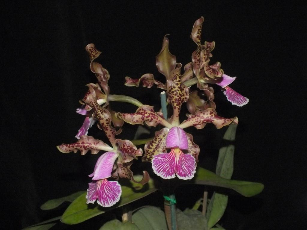 Cattleya schilleriana - photo 2